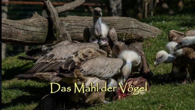 Das Mahl der Vögel